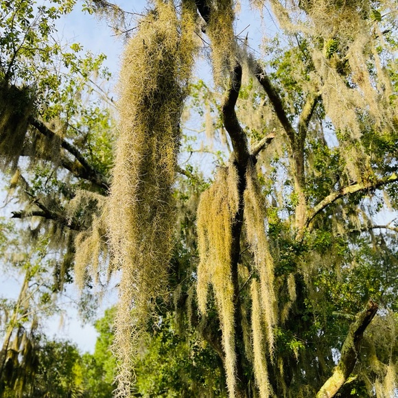 🍄‍🟫How To Care For Your Spanish Moss ,like this post all you need to kno… - Picture 5 of 17